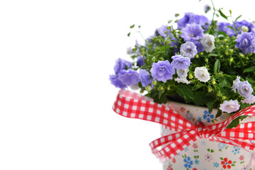campanula flowers