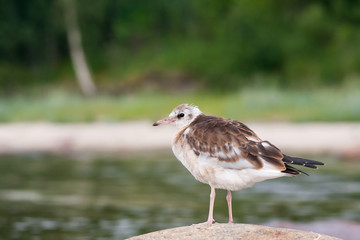 Sea gull or mew