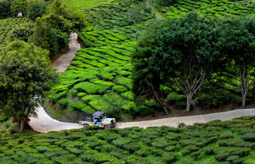 Car crosses country road in tea plantation, Cameron highlands