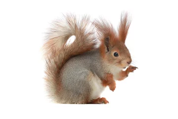 Tuinposter squirrel, © fotomaster