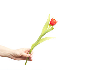 Hand with bunch of tulips