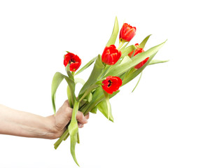 Hand with bunch of tulips