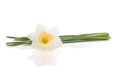 Papier peint photo autocollant rond Narcisse Lying white daffodil