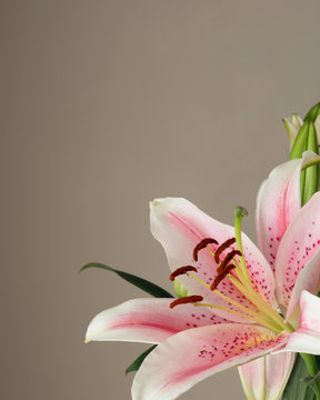 Pink oriental lily.