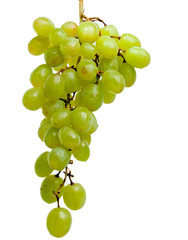 Cluster of grapes