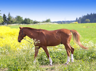 horse on a meadow in a bright sunny day