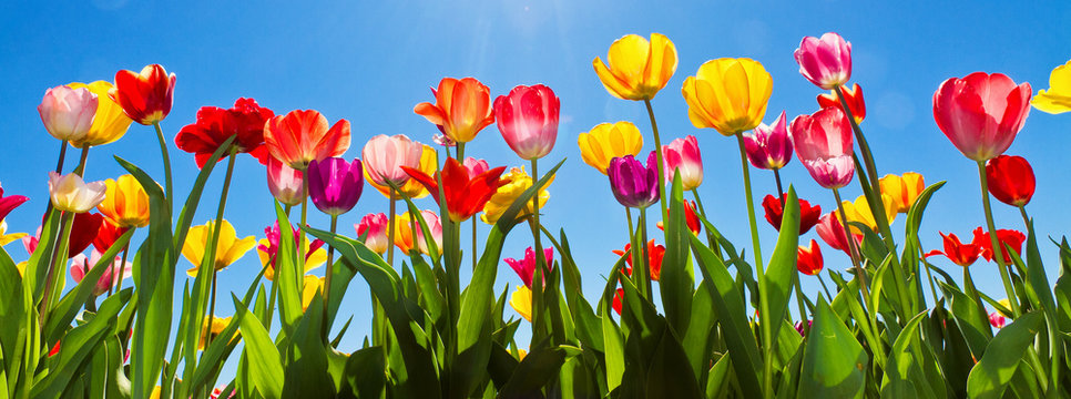 Tulpen im Fr&uuml;hling