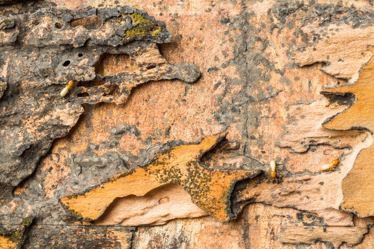 Wood eaten by termites