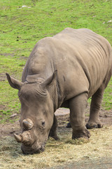 Fototapeta premium Rhino grazing