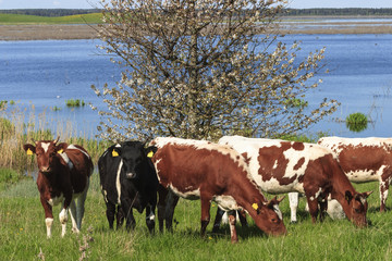 Fototapeta na wymiar Krowy nad jeziorem