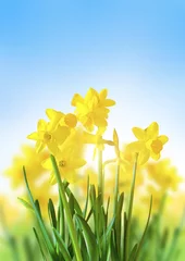 No drill light filtering roller blinds Yellow Yellow Daffodils Against a Blue Sky