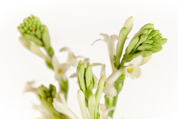 Buds of white flowers