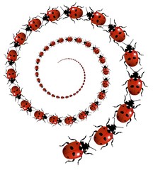 Ladybird Spiral