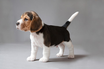 Beagle