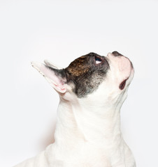 French bulldog portrait on  white