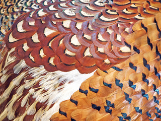Pheasant feathers background