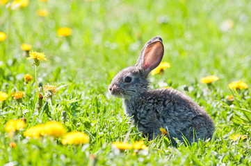 rabbit