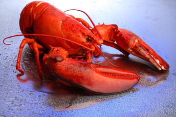 Red lobster on blue background