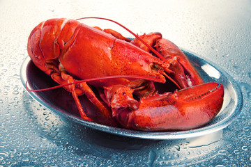 Red lobster on tray, on grey background
