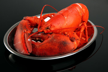 Red lobster on tray, on black background