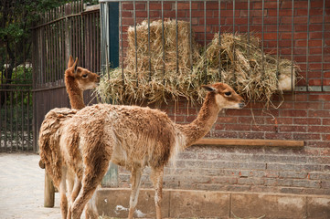lamas © pixarno