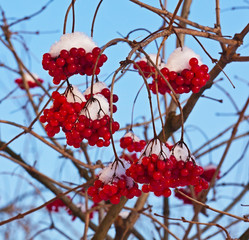 Red berries Kalina under the snow