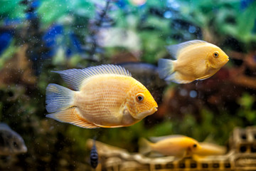 Obraz premium Fishes