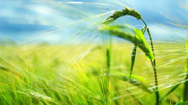 Young green ears of grain