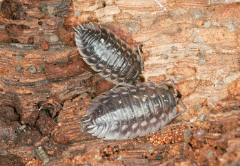 Woodlouses, extreme macro close-up with high magnification