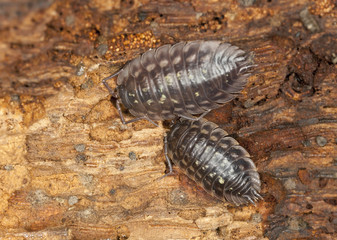 Woodlouses, extreme macro close-up with high magnification