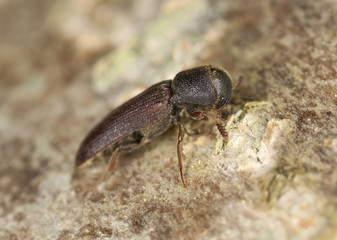 Melasis buprestoides, Eucnemidae on hazle wood, macro photo