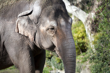 Fototapeta premium Elefante asiatico