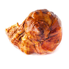 big spiked seashell on white.