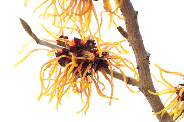 Hamamelis - JELENA © 7monarda