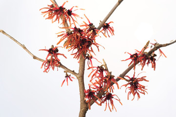 Hamamelis - DIANE © 7monarda