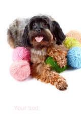 Decorative dog and woolen balls