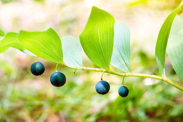 Polygonatum officinale