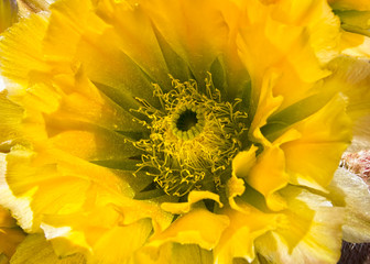 Yellow Cactus Flower