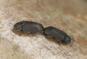 Mating Anobium fulvicorne, extreme close-up