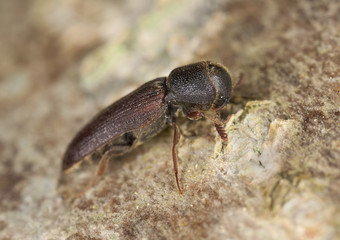 Melasis buprestoides, Eucnemidae on hazle wood, macro photo