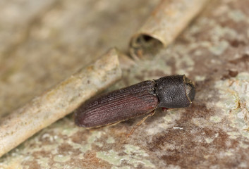 Melasis buprestoides, Eucnemidae on hazle wood, macro photo