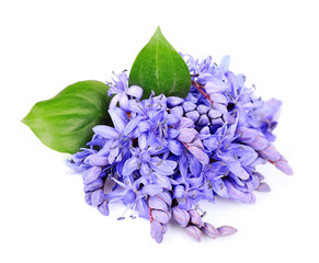 Naklejka premium Violets flowers