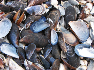 Mussel shells