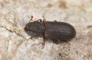 Synchita humeralis on wood, extreme close up