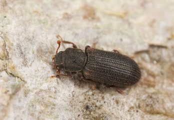 Synchita humeralis on wood, extreme close up