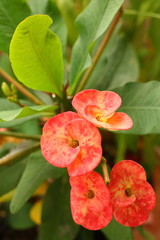 Naklejka na ściany i meble Euphorbia Milii - czerwony kwiat