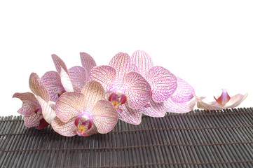 branch orchid laying on bamboo stick straw mat