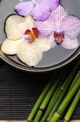 Colorful orchid floating in bowl with bamboo grove on mat