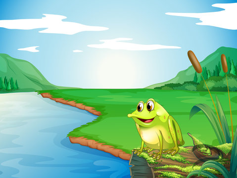 A frog at the riverbank