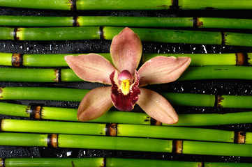 Beautiful orchid on bamboo grove background